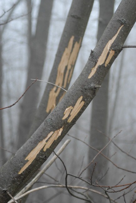 PASSIONE PER IL CERVO